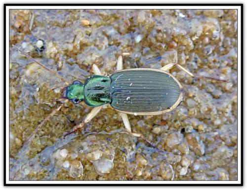 Chlaenius velutinus